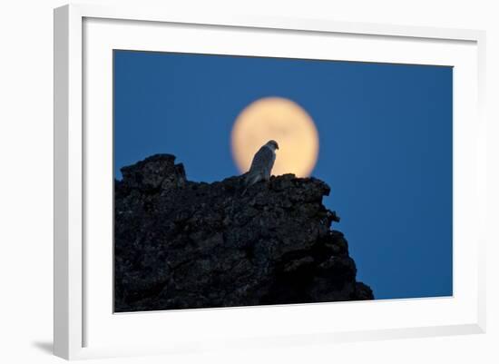 Gyrfalcon (Falco Rusticolus) Silhouetted at Full Moon, Myvatn, Thingeyjarsyslur, Iceland, April-Bergmann-Framed Photographic Print