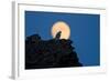 Gyrfalcon (Falco Rusticolus) Silhouetted at Full Moon, Myvatn, Thingeyjarsyslur, Iceland, April-Bergmann-Framed Photographic Print