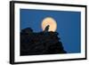 Gyrfalcon (Falco Rusticolus) Silhouetted at Full Moon, Myvatn, Thingeyjarsyslur, Iceland, April-Bergmann-Framed Photographic Print