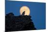 Gyrfalcon (Falco Rusticolus) Silhouetted at Full Moon, Myvatn, Thingeyjarsyslur, Iceland, April-Bergmann-Mounted Photographic Print