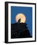 Gyrfalcon (Falco Rusticolus) Silhouetted at Full Moon, Myvatn, Thingeyjarsyslur, Iceland, April-Bergmann-Framed Photographic Print