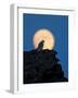 Gyrfalcon (Falco Rusticolus) Silhouetted at Full Moon, Myvatn, Thingeyjarsyslur, Iceland, April-Bergmann-Framed Photographic Print