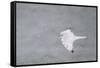 Gyrfalcon in Flight, Churchill Wildlife Management Area, Churchill Mb-Richard and Susan Day-Framed Stretched Canvas