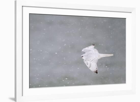 Gyrfalcon in Flight, Churchill Wildlife Management Area, Churchill Mb-Richard and Susan Day-Framed Photographic Print