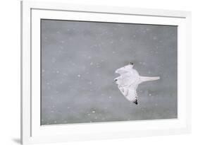 Gyrfalcon in Flight, Churchill Wildlife Management Area, Churchill Mb-Richard and Susan Day-Framed Photographic Print