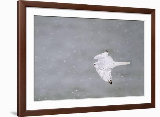 Gyrfalcon in Flight, Churchill Wildlife Management Area, Churchill Mb-Richard and Susan Day-Framed Photographic Print