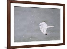 Gyrfalcon in Flight, Churchill Wildlife Management Area, Churchill Mb-Richard and Susan Day-Framed Photographic Print