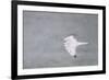 Gyrfalcon in Flight, Churchill Wildlife Management Area, Churchill Mb-Richard and Susan Day-Framed Photographic Print