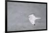 Gyrfalcon in Flight, Churchill Wildlife Management Area, Churchill Mb-Richard and Susan Day-Framed Photographic Print