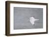 Gyrfalcon in Flight, Churchill Wildlife Management Area, Churchill Mb-Richard and Susan Day-Framed Photographic Print