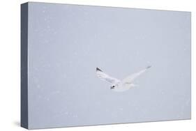 Gyrfalcon in Flight in Snow Churchill Wildlife Area, Manitoba, Canada-Richard ans Susan Day-Stretched Canvas