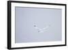 Gyrfalcon in Flight in Snow Churchill Wildlife Area, Manitoba, Canada-Richard ans Susan Day-Framed Photographic Print