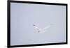 Gyrfalcon in Flight in Snow Churchill Wildlife Area, Manitoba, Canada-Richard ans Susan Day-Framed Photographic Print