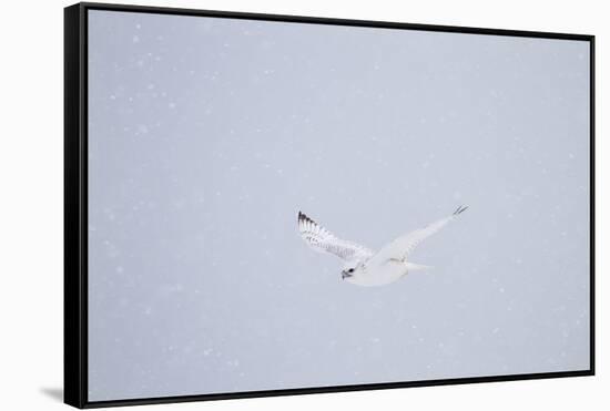 Gyrfalcon in Flight in Snow Churchill Wildlife Area, Manitoba, Canada-Richard ans Susan Day-Framed Stretched Canvas