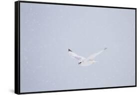 Gyrfalcon in Flight in Snow Churchill Wildlife Area, Manitoba, Canada-Richard ans Susan Day-Framed Stretched Canvas