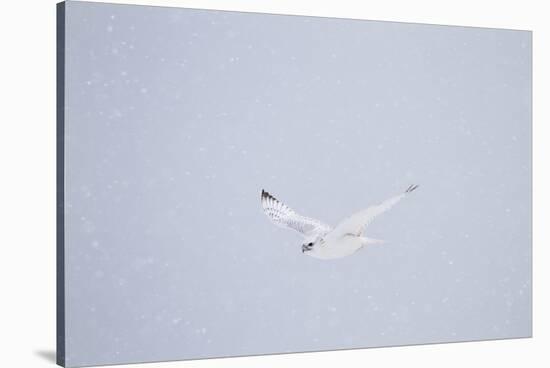 Gyrfalcon in Flight in Snow Churchill Wildlife Area, Manitoba, Canada-Richard ans Susan Day-Stretched Canvas