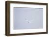 Gyrfalcon in Flight in Snow Churchill Wildlife Area, Manitoba, Canada-Richard ans Susan Day-Framed Photographic Print