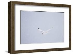 Gyrfalcon in Flight in Snow Churchill Wildlife Area, Manitoba, Canada-Richard ans Susan Day-Framed Photographic Print