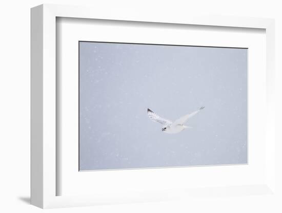 Gyrfalcon in Flight in Snow Churchill Wildlife Area, Manitoba, Canada-Richard ans Susan Day-Framed Photographic Print