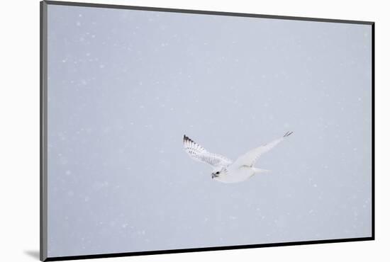 Gyrfalcon in Flight in Snow Churchill Wildlife Area, Manitoba, Canada-Richard ans Susan Day-Mounted Photographic Print