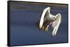 Gyrfalcon in Flight-W. Perry Conway-Framed Stretched Canvas