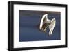 Gyrfalcon in Flight-W. Perry Conway-Framed Photographic Print