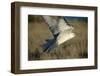 Gyrfalcon in Flight-W. Perry Conway-Framed Photographic Print