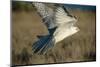 Gyrfalcon in Flight-W. Perry Conway-Mounted Photographic Print