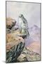 Gyrfalcon-Carl Donner-Mounted Giclee Print