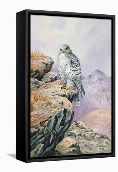 Gyrfalcon-Carl Donner-Framed Stretched Canvas