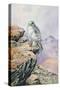 Gyrfalcon-Carl Donner-Stretched Canvas