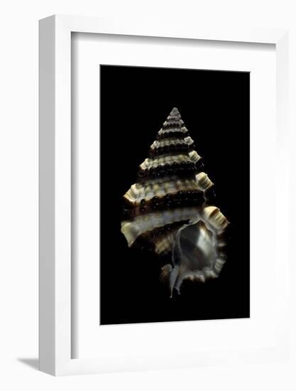 Gyrineum Gyrinum-Paul Starosta-Framed Photographic Print