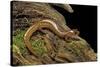 Gyrinophilus Porphyriticus (Spring Salamander)-Paul Starosta-Stretched Canvas