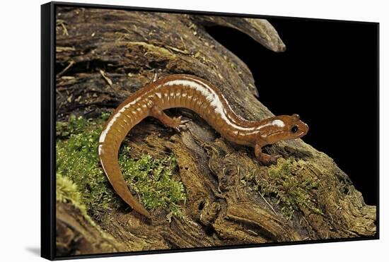 Gyrinophilus Porphyriticus (Spring Salamander)-Paul Starosta-Framed Stretched Canvas