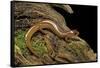 Gyrinophilus Porphyriticus (Spring Salamander)-Paul Starosta-Framed Stretched Canvas