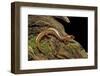 Gyrinophilus Porphyriticus (Spring Salamander)-Paul Starosta-Framed Photographic Print