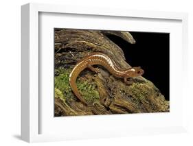 Gyrinophilus Porphyriticus (Spring Salamander)-Paul Starosta-Framed Photographic Print