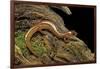 Gyrinophilus Porphyriticus (Spring Salamander)-Paul Starosta-Framed Photographic Print