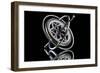 Gyro-anderaguirre-Framed Photographic Print