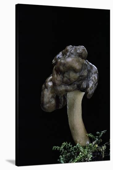 Gyromitra Infula (Hooded False Morel, Elfin Saddle)-Paul Starosta-Stretched Canvas