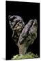 Gyromitra Infula (Hooded False Morel, Elfin Saddle)-Paul Starosta-Mounted Photographic Print