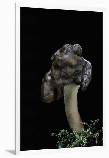 Gyromitra Infula (Hooded False Morel, Elfin Saddle)-Paul Starosta-Framed Photographic Print