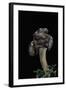 Gyromitra Infula (Hooded False Morel, Elfin Saddle)-Paul Starosta-Framed Photographic Print