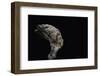 Gyromitra Infula (Hooded False Morel, Elfin Saddle)-Paul Starosta-Framed Photographic Print