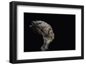 Gyromitra Infula (Hooded False Morel, Elfin Saddle)-Paul Starosta-Framed Photographic Print