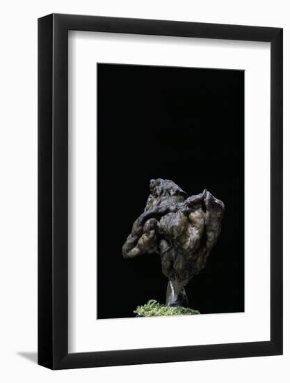 Gyromitra Infula (Hooded False Morel, Elfin Saddle)-Paul Starosta-Framed Photographic Print