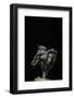 Gyromitra Infula (Hooded False Morel, Elfin Saddle)-Paul Starosta-Framed Photographic Print