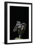 Gyromitra Infula (Hooded False Morel, Elfin Saddle)-Paul Starosta-Framed Photographic Print