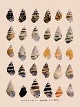 Liguus Tree-Snails-H. A. Pilsbry-Stretched Canvas