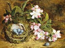 Apple Blossom and a Bird's Nest-H. Barnard Grey-Framed Stretched Canvas